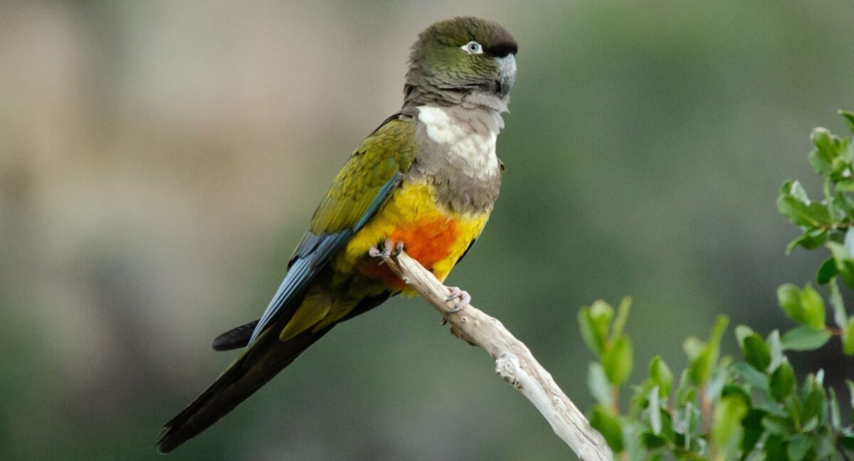 Loro Tricahue