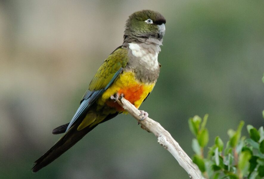 Loro Tricahue