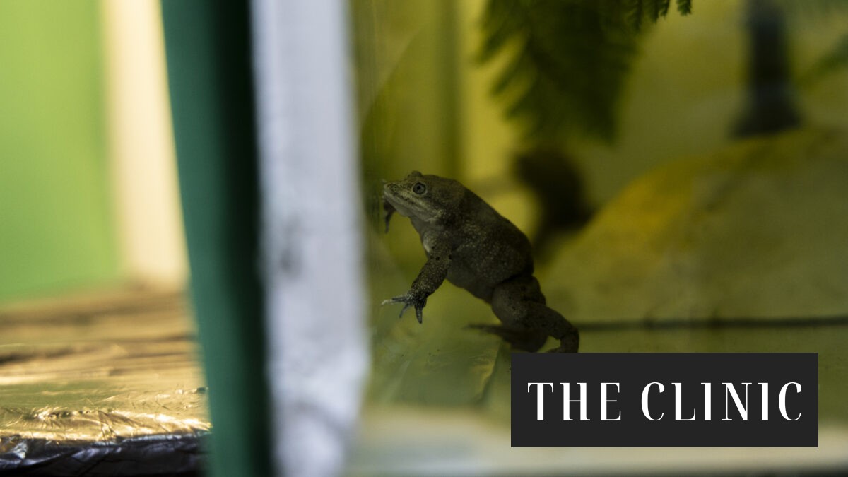 Chile: Critically endangered Loa water frog successfully bred in captivity